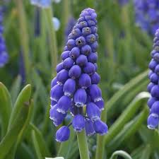 Attēlu rezultāti vaicājumam “Muscari armeniacum flower”