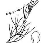 Attēlu rezultāti vaicājumam “Stuckenia filiformis”