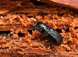 Attēlu rezultāti vaicājumam “Ceruchus chrysomelinus imago”