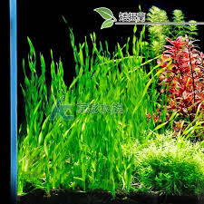 「扭蘭」的圖片搜尋結果