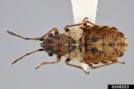 Attēlu rezultāti vaicājumam “Aphis jacobaeae”