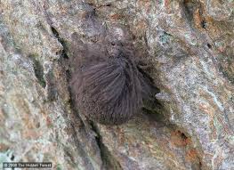 Attēlu rezultāti vaicājumam “Stemonitis virginiensis spores”