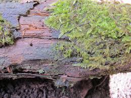 Attēlu rezultāti vaicājumam “Taxiphyllum wissgrillii”