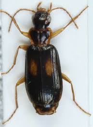 Attēlu rezultāti vaicājumam “Dromius quadrimaculatus”