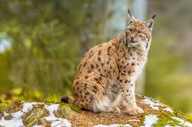 Afbeeldingsresultaat voor lynx