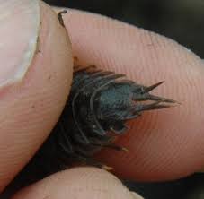 Attēlu rezultāti vaicājumam “Oniscoidea”