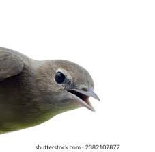 Image result for Hippolais caligata