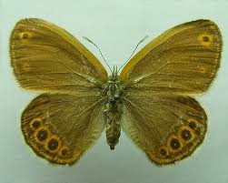 Attēlu rezultāti vaicājumam “Coenonympha hero”