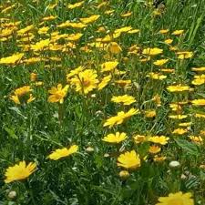 Image result for Chrysanthemum segetum