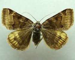 Attēlu rezultāti vaicājumam “Euclidia glyphica”