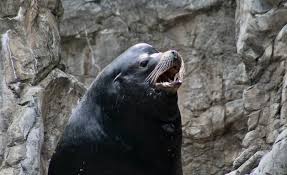 Image result for Zalophus californianus