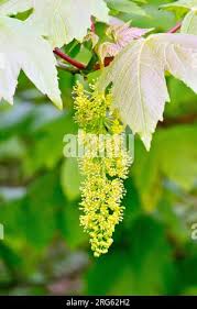 Attēlu rezultāti vaicājumam “Acer pseudoplatanus fo. purpurascens flower”