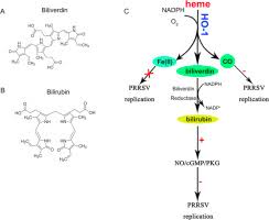 Attēlu rezultāti vaicājumam “Hemerobius perelegans”