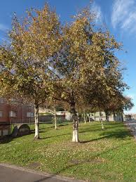 Attēlu rezultāti vaicājumam “Betula pubescens”