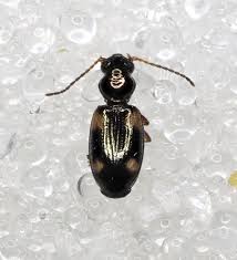 Attēlu rezultāti vaicājumam “Bembidion quadrimaculatum”