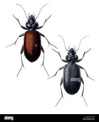 Attēlu rezultāti vaicājumam “Nebria livida”