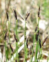 Attēlu rezultāti vaicājumam “Schoenus ferrugineus fruit”