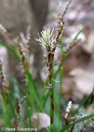 Attēlu rezultāti vaicājumam “Carex digitata fruit”