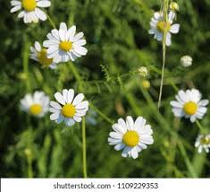 Attēlu rezultāti vaicājumam “Tripleurospermum inodorum flower”
