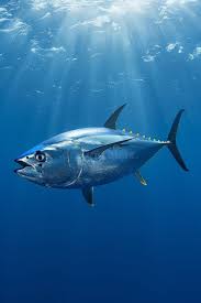 Image result for Thunnus thynnus