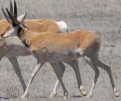 Attēlu rezultāti vaicājumam “Cribraria languescens stalked”