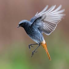 Image result for vogel