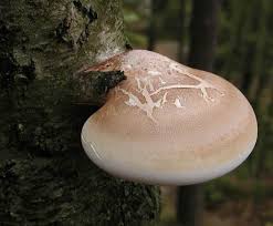 Attēlu rezultāti vaicājumam “Piptoporus betulinus”