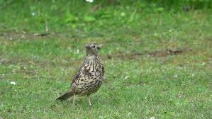Attēlu rezultāti vaicājumam “Turdus viscivorus juvenile”