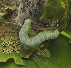 Attēlu rezultāti vaicājumam “Agriopis leucophaearia”