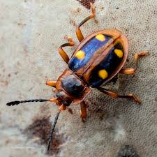 Attēlu rezultāti vaicājumam “Endomychidae”