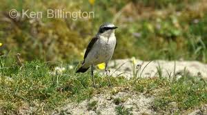 Attēlu rezultāti vaicājumam “Oenanthe oenanthe male”