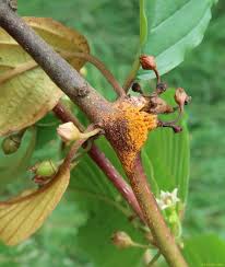 Attēlu rezultāti vaicājumam “Puccinia coronata”