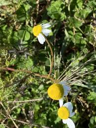 Attēlu rezultāti vaicājumam “Matricaria chamomilla”