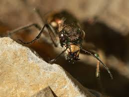Attēlu rezultāti vaicājumam “Cicindela hybrida”