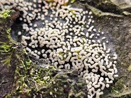 Attēlu rezultāti vaicājumam “Badhamia capsulifera stalked”