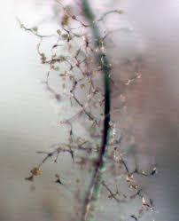 Attēlu rezultāti vaicājumam “Symphytocarpus flaccidus sessile”