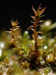 Attēlu rezultāti vaicājumam “Didymodon fallax var. brevifolius”