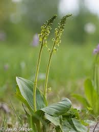 Attēlu rezultāti vaicājumam “Listera ovata flower”