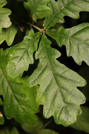 Attēlu rezultāti vaicājumam “Quercus robur leaf”