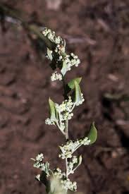 Attēlu rezultāti vaicājumam “Chenopodium acerifolium”