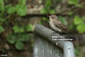 Attēlu rezultāti vaicājumam “Muscicapa striata nest”
