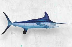 Image result for Kajikia albida