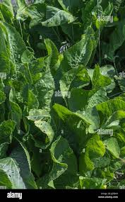 Attēlu rezultāti vaicājumam “Armoracia rusticana leaf”