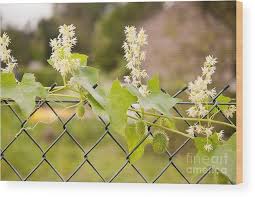 Attēlu rezultāti vaicājumam “Echinocystis lobata flower”
