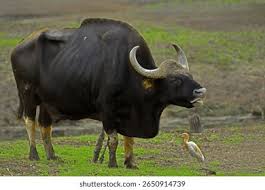 Attēlu rezultāti vaicājumam “Artiodactyla”