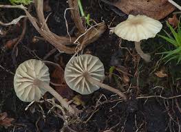Attēlu rezultāti vaicājumam “Lichenomphalia umbellifera”