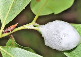 Attēlu rezultāti vaicājumam “Aphrophoridae nymph”