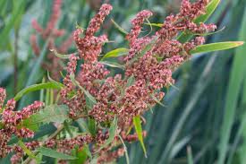 Attēlu rezultāti vaicājumam “Rumex hydrolapathum”