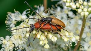 Attēlu rezultāti vaicājumam “Leptura rubra”
