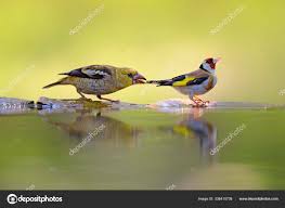 Attēlu rezultāti vaicājumam “Coccothraustes coccothraustes adult”